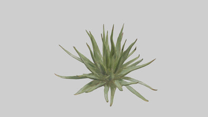 3D model Aloe Ciliaris Model VR / AR / low-poly