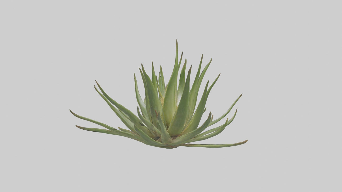 3D model Aloe Ciliaris Model VR / AR / low-poly