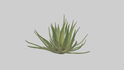 3D model Aloe Ciliaris Model VR / AR / low-poly