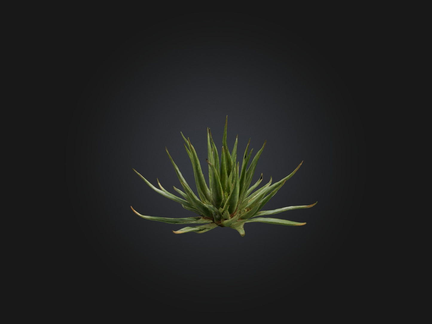3D model Aloe Ciliaris Model VR / AR / low-poly