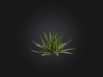 3D model Aloe Ciliaris Model VR / AR / low-poly