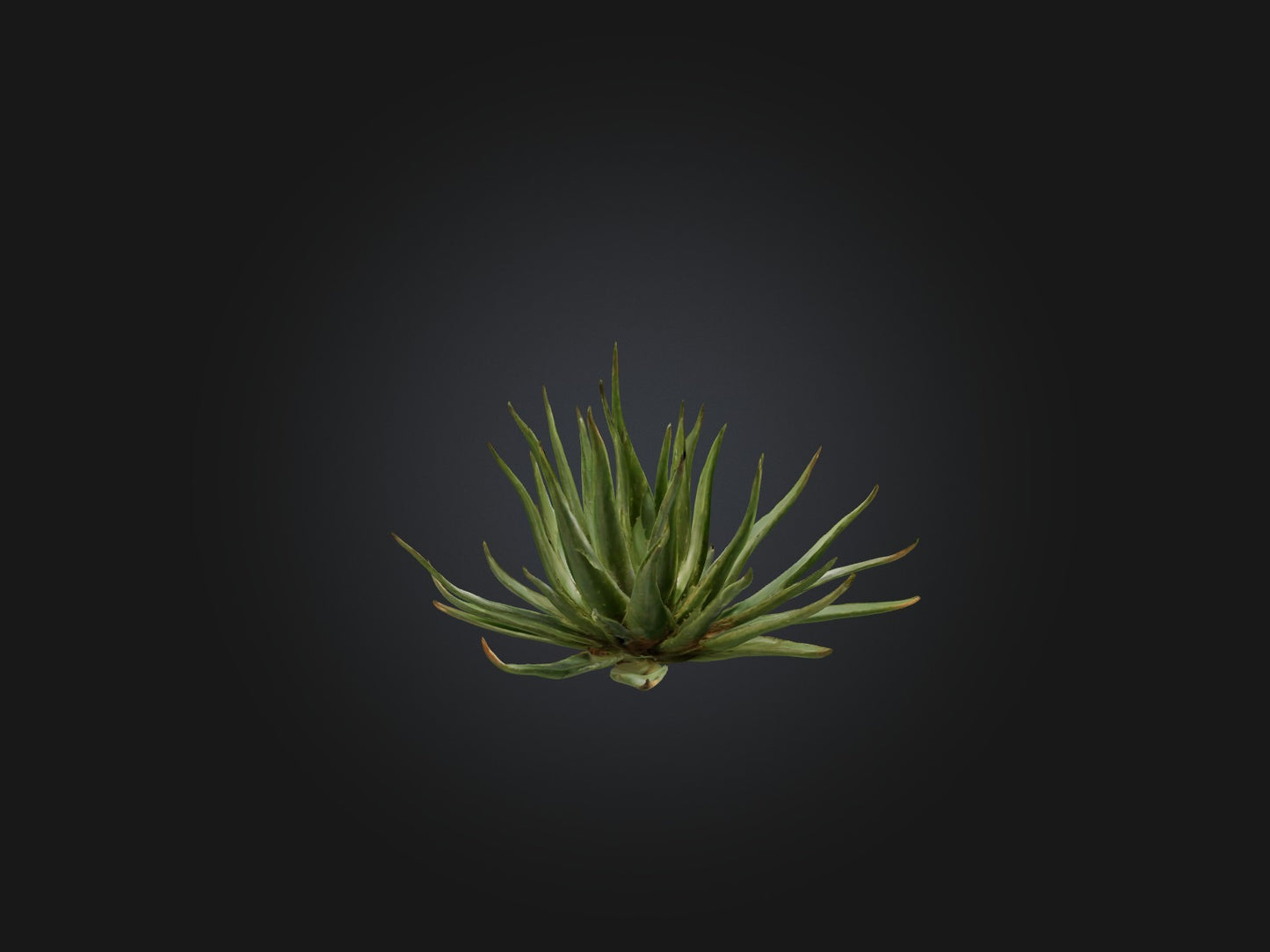 3D model Aloe Ciliaris Model VR / AR / low-poly