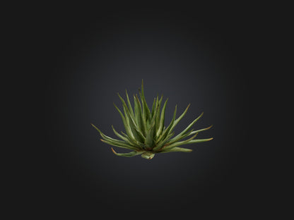 3D model Aloe Ciliaris Model VR / AR / low-poly
