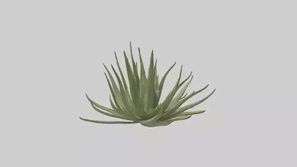 3D model Aloe Ciliaris Model VR / AR / low-poly