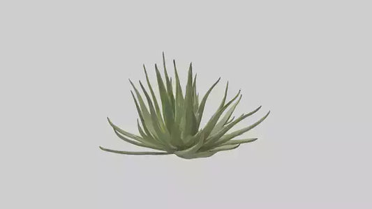 3D model Aloe Ciliaris Model VR / AR / low-poly