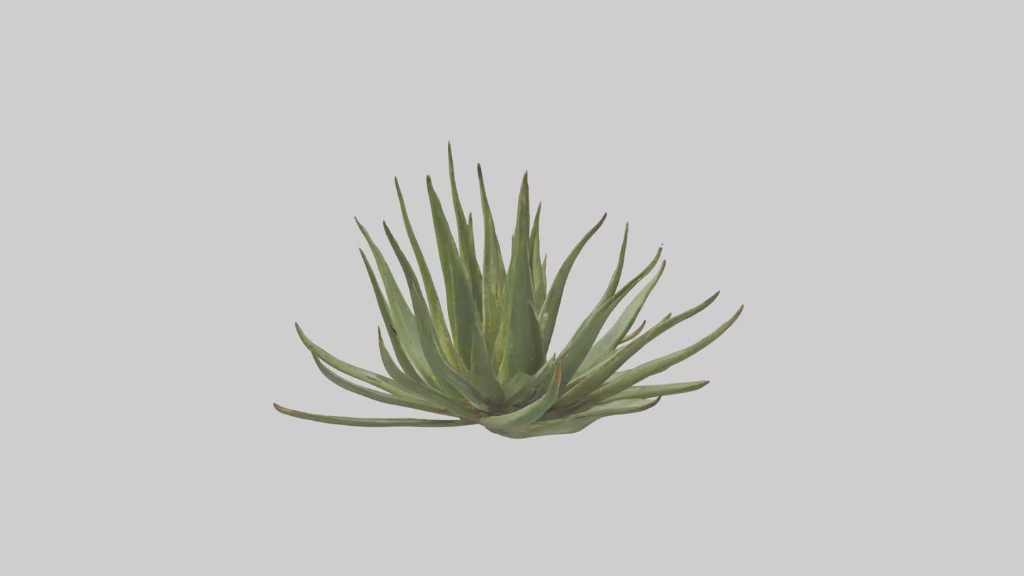 3D model Aloe Ciliaris Model VR / AR / low-poly