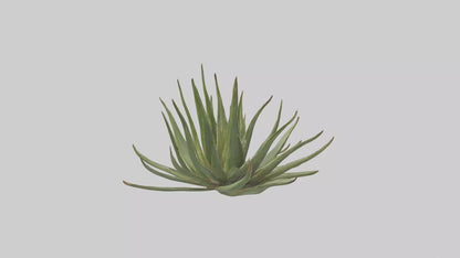 3D model Aloe Ciliaris Model VR / AR / low-poly