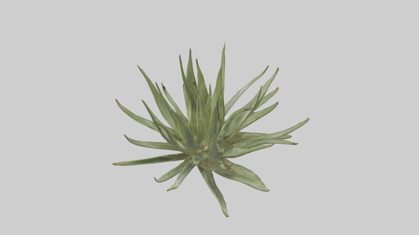 3D model Aloe Ciliaris Model VR / AR / low-poly
