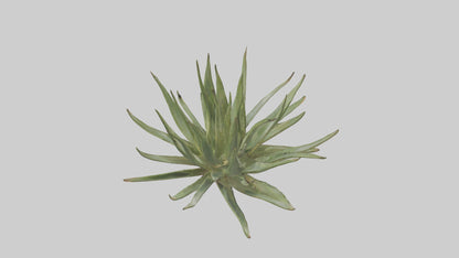3D model Aloe Ciliaris Model VR / AR / low-poly