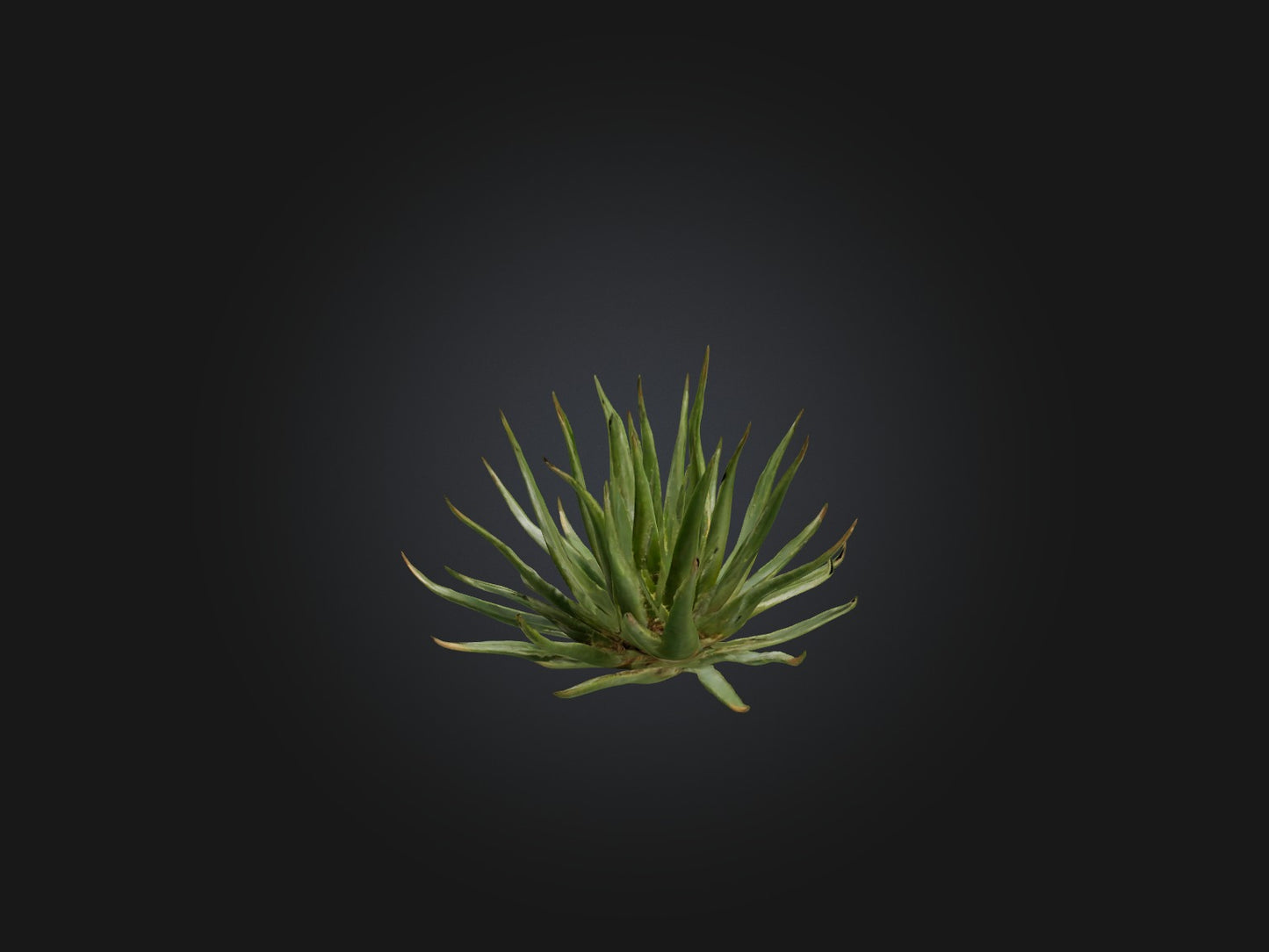 3D model Aloe Ciliaris Model VR / AR / low-poly