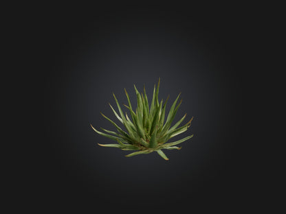 3D model Aloe Ciliaris Model VR / AR / low-poly