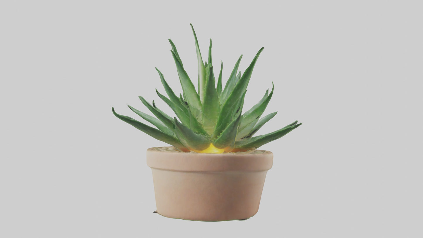 3D model Aloe Vera Model VR / AR / low-poly
