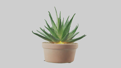 3D model Aloe Vera Model VR / AR / low-poly