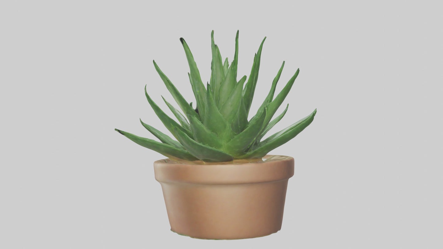 3D model Aloe Vera Model VR / AR / low-poly