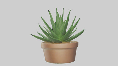 3D model Aloe Vera Model VR / AR / low-poly