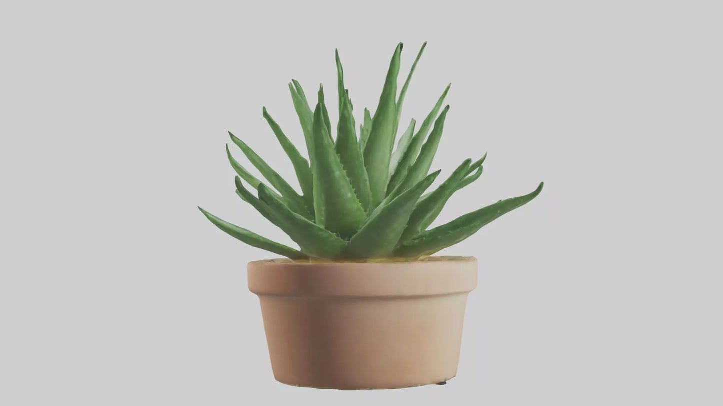 3D model Aloe Vera Model VR / AR / low-poly