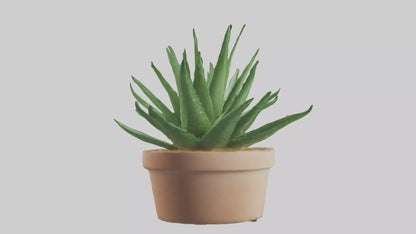 3D model Aloe Vera Model VR / AR / low-poly