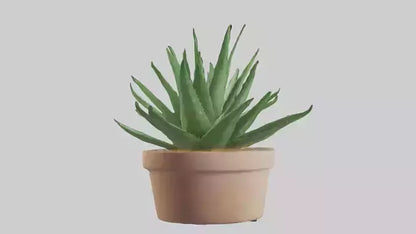 3D model Aloe Vera Model VR / AR / low-poly