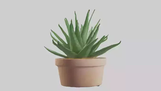 3D model Aloe Vera Model VR / AR / low-poly