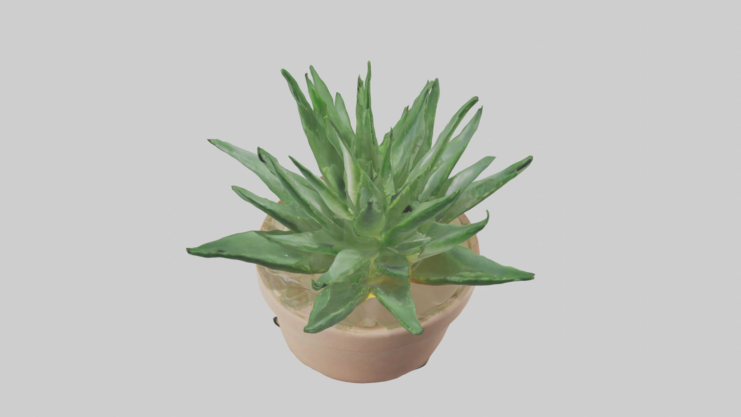 3D model Aloe Vera Model VR / AR / low-poly