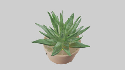 3D model Aloe Vera Model VR / AR / low-poly