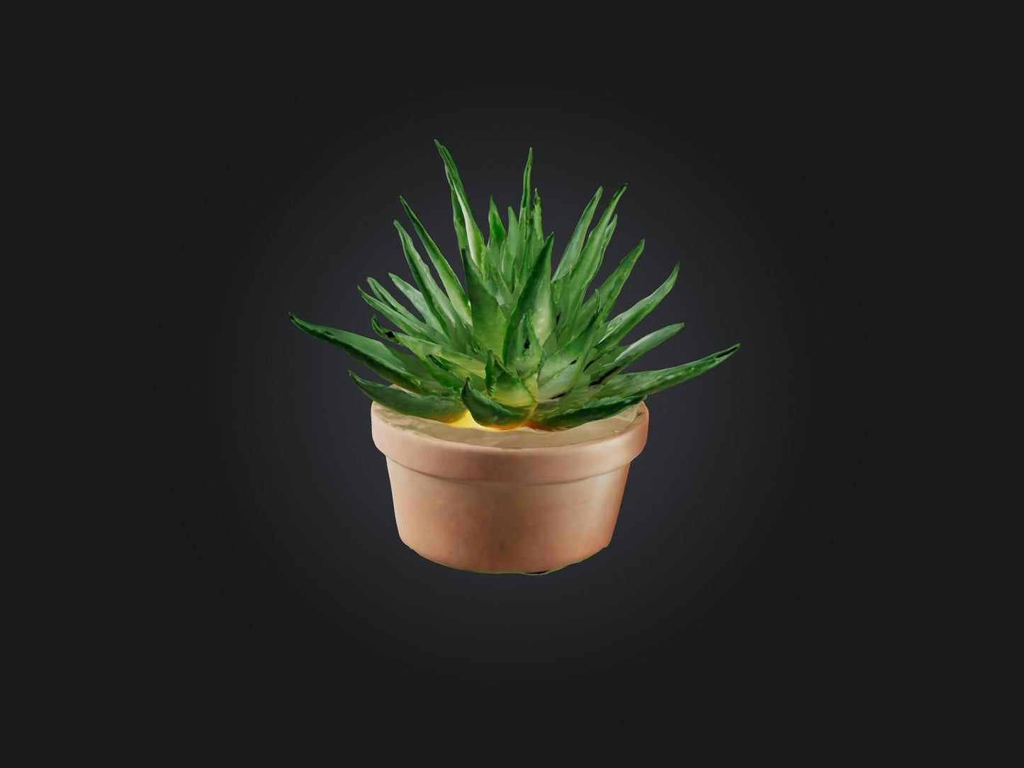 3D model Aloe Vera Model VR / AR / low-poly
