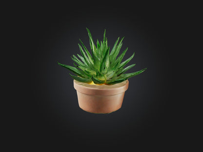 3D model Aloe Vera Model VR / AR / low-poly