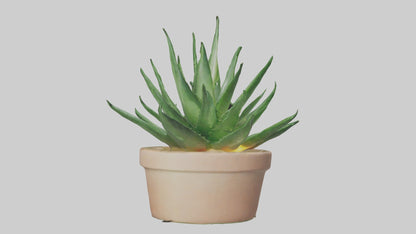 3D model Aloe Vera Model VR / AR / low-poly