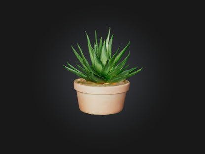 3D model Aloe Vera Model VR / AR / low-poly