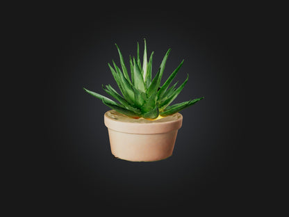 3D model Aloe Vera Model VR / AR / low-poly