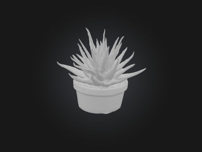 3D model Aloe Vera Model VR / AR / low-poly