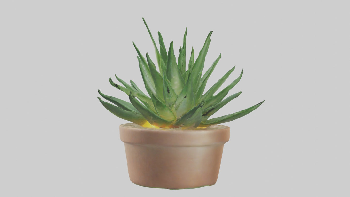 3D model Aloe Vera Model VR / AR / low-poly