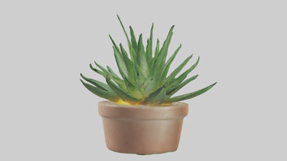 3D model Aloe Vera Model VR / AR / low-poly