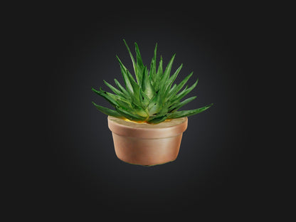 3D model Aloe Vera Model VR / AR / low-poly