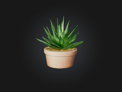 3D model Aloe Vera Model VR / AR / low-poly