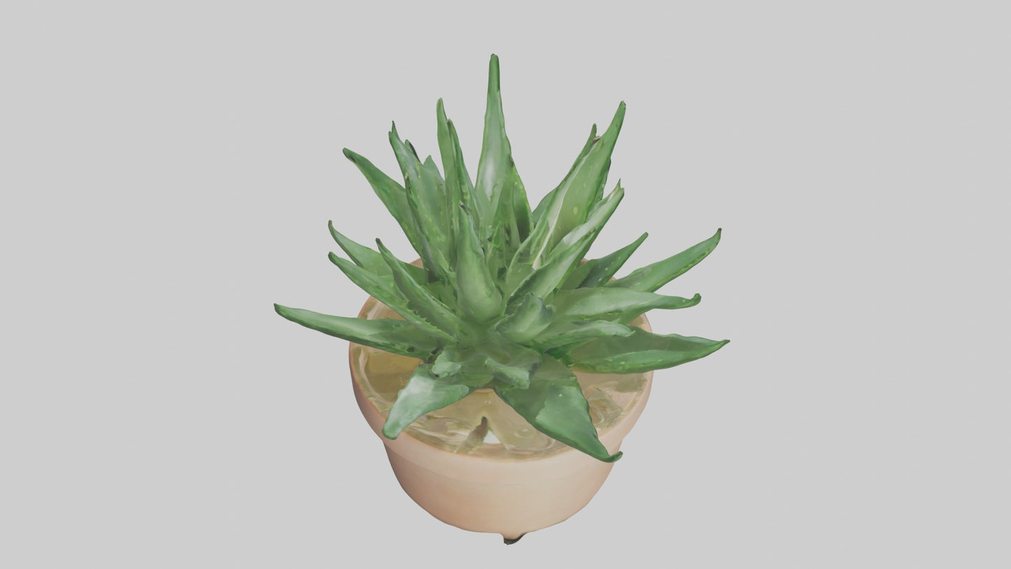 3D model Aloe Vera Model VR / AR / low-poly