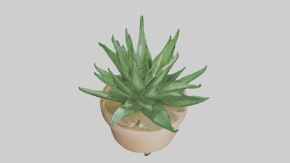 3D model Aloe Vera Model VR / AR / low-poly