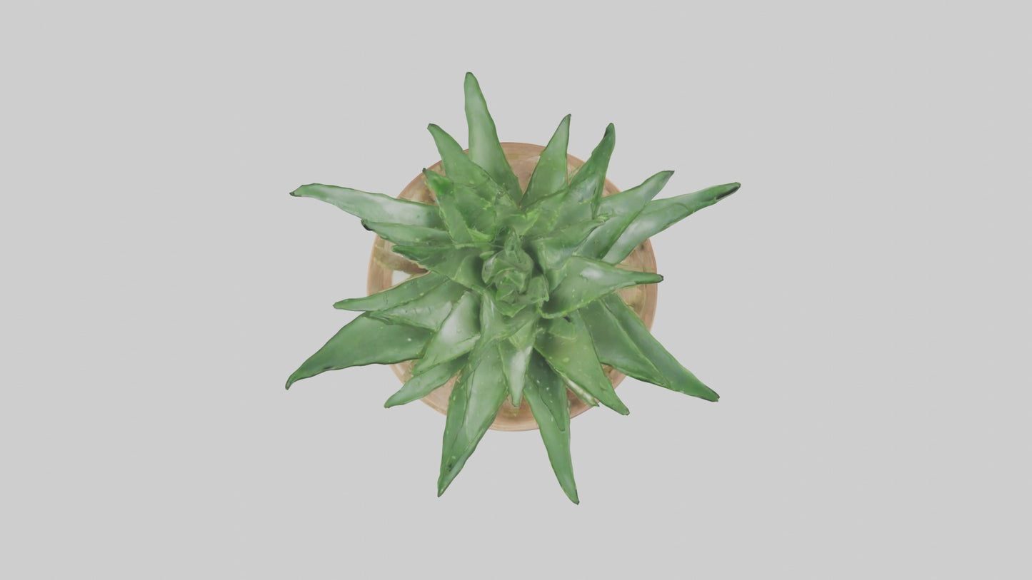 3D model Aloe Vera Model VR / AR / low-poly