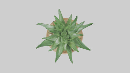 3D model Aloe Vera Model VR / AR / low-poly