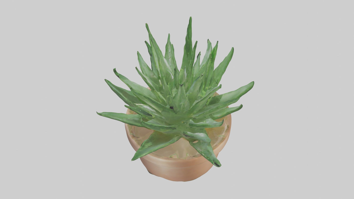 3D model Aloe Vera Model VR / AR / low-poly