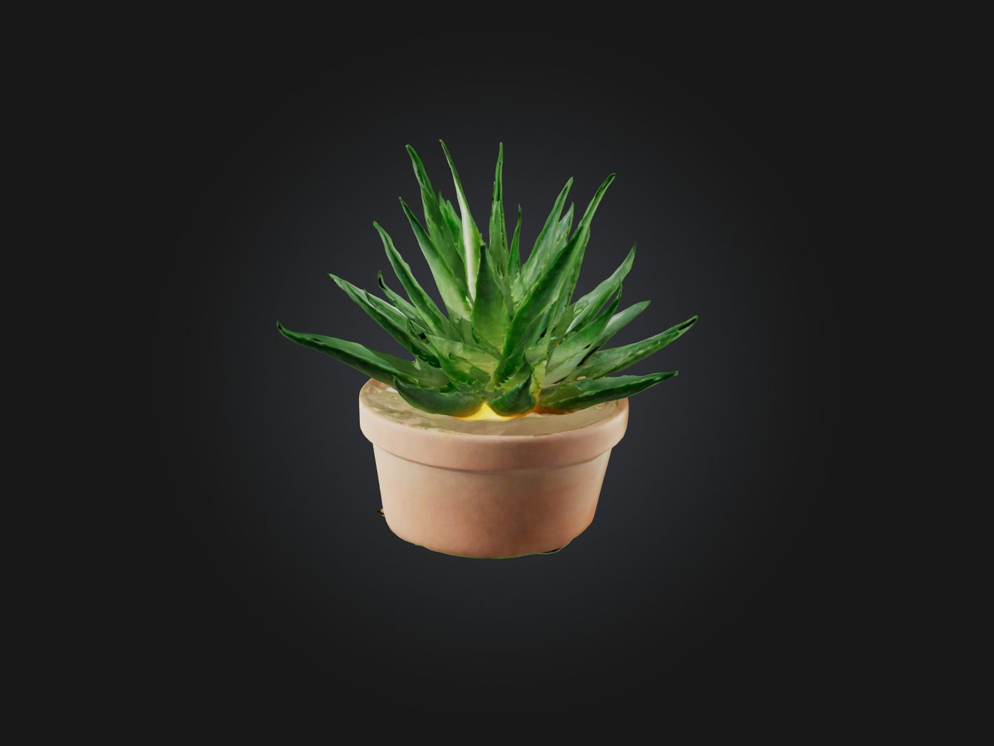 3D model Aloe Vera Model VR / AR / low-poly