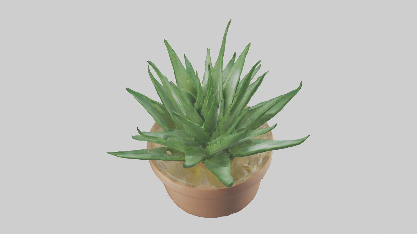3D model Aloe Vera Model VR / AR / low-poly