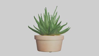 3D model Aloe Vera Model VR / AR / low-poly