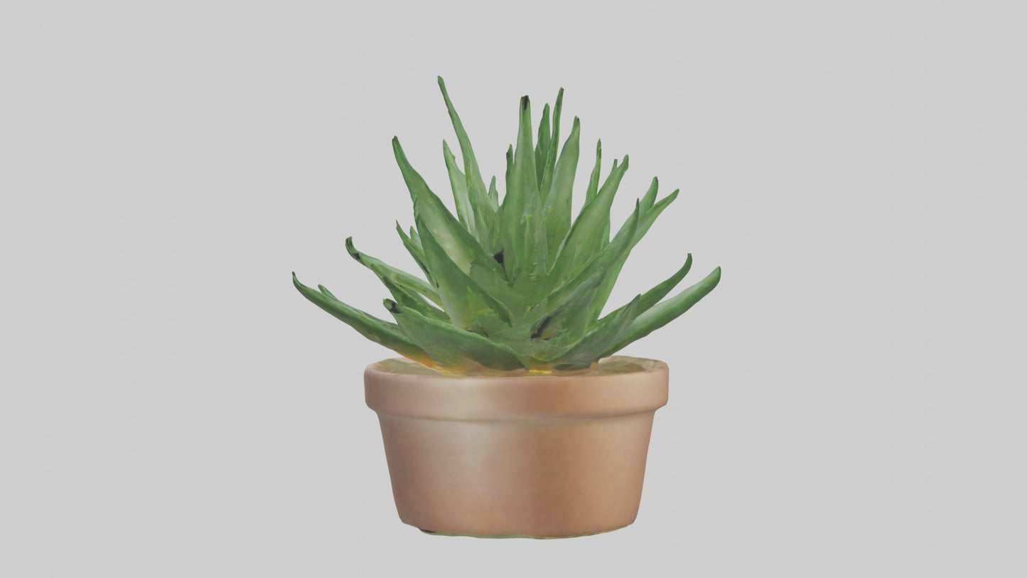 3D model Aloe Vera Model VR / AR / low-poly