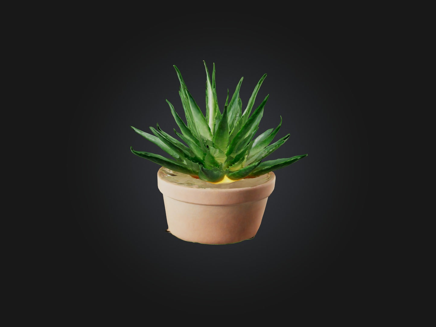 3D model Aloe Vera Model VR / AR / low-poly