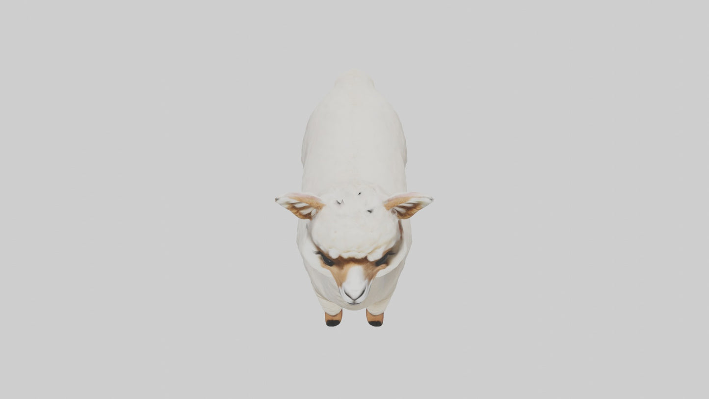 3D model Alpaca Model 1 VR / AR / low-poly