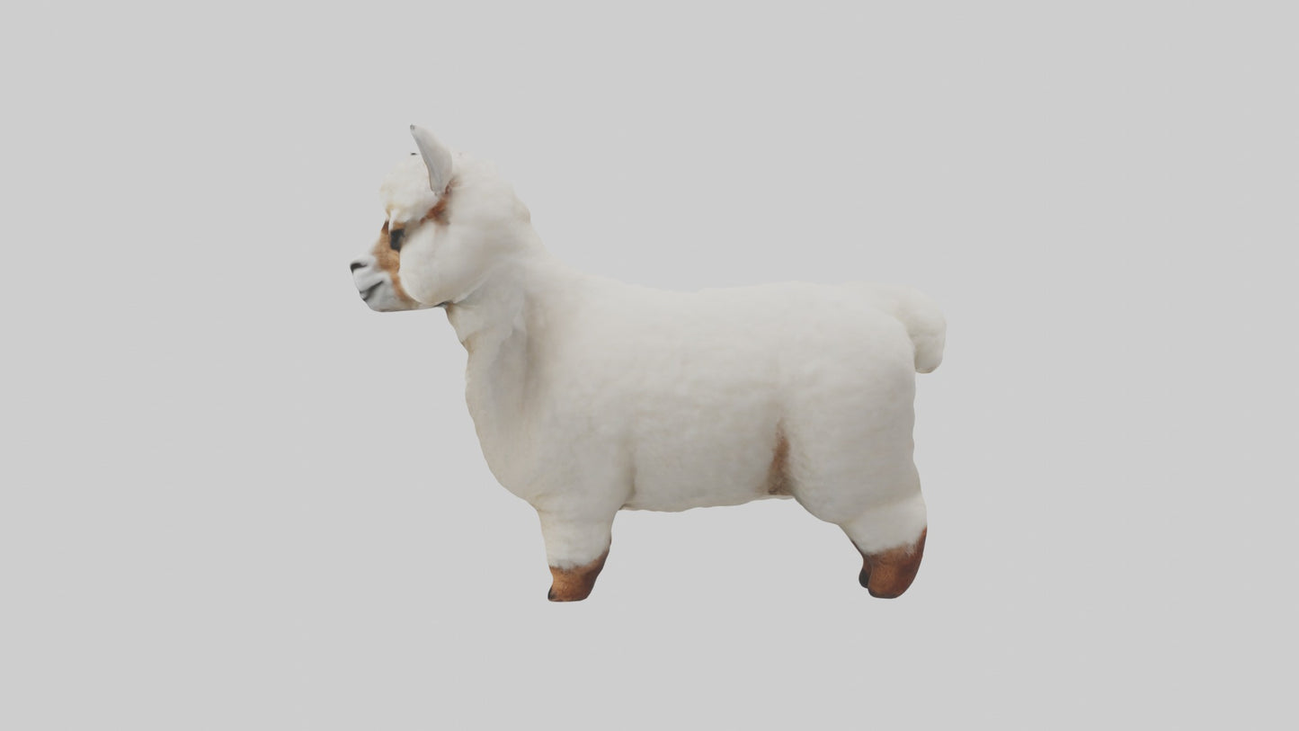 3D model Alpaca Model 1 VR / AR / low-poly