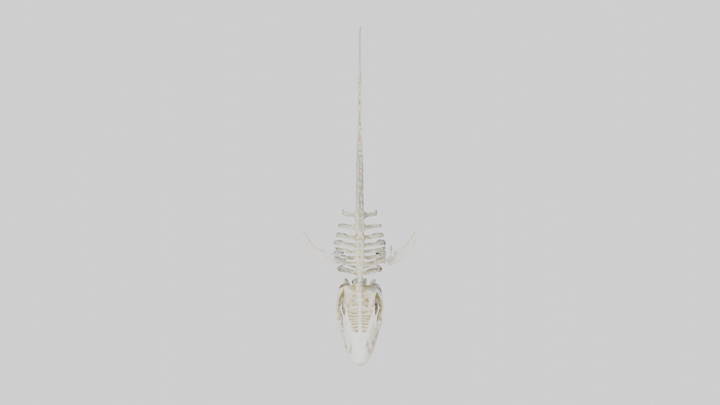 3D model ammerhead Shark Skeleton model VR / AR / low-poly