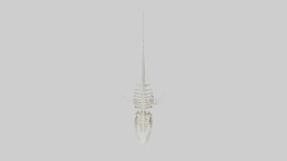 3D model ammerhead Shark Skeleton model VR / AR / low-poly