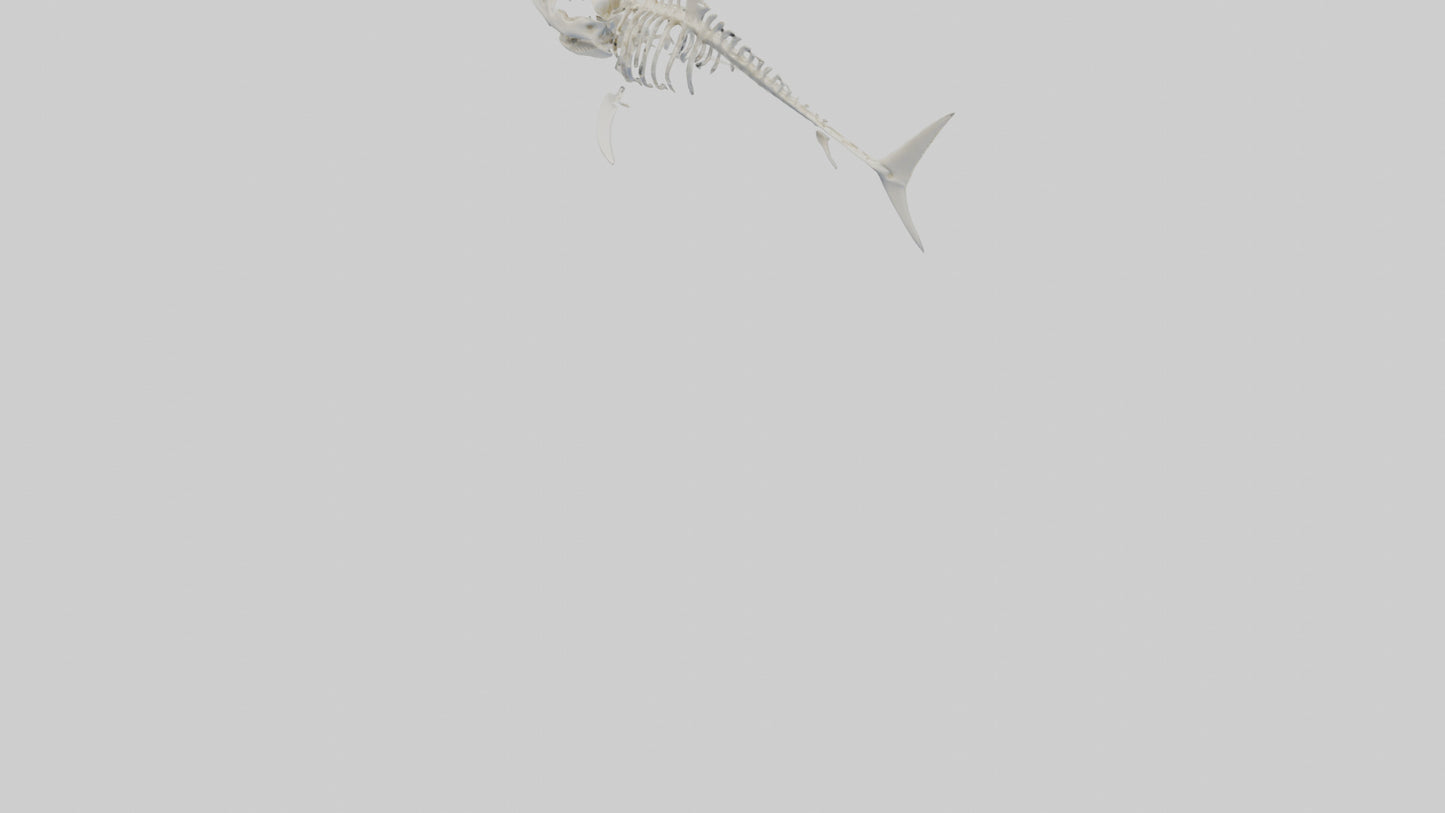 3D model ammerhead Shark Skeleton model VR / AR / low-poly